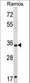 ACY3 Antibody - Western blot of ACY3 Antibody in Ramos cell line lysates (35 ug/lane). ACY3 (arrow) was detected using the purified antibody.