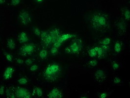 ACY3 Antibody - Anti-ACY3 mouse monoclonal antibody immunofluorescent staining of COS7 cells transiently transfected by pCMV6-ENTRY ACY3.