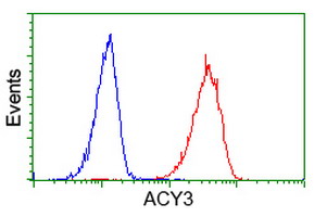 ACY3 Antibody - Flow cytometry of HeLa cells, using anti-ACY3 antibody (Red), compared to a nonspecific negative control antibody (Blue).