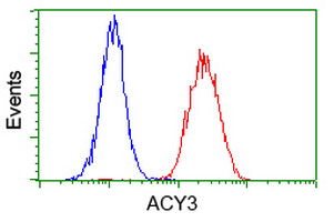 ACY3 Antibody - Flow cytometry of Jurkat cells, using anti-ACY3 antibody (Red), compared to a nonspecific negative control antibody (Blue).