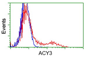 ACY3 Antibody - HEK293T cells transfected with either overexpress plasmid (Red) or empty vector control plasmid (Blue) were immunostained by anti-ACY3 antibody, and then analyzed by flow cytometry.