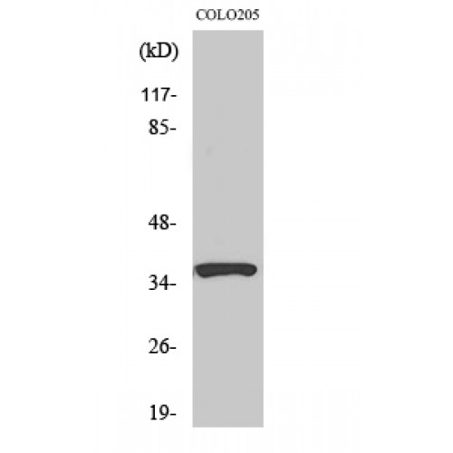 AD037 / RASSF4 Antibody - Western blot of RASSF4 antibody