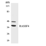 AD037 / RASSF4 Antibody - Western blot analysis of the lysates from RAW264.7cells using RASSF4 antibody.