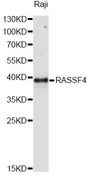 AD037 / RASSF4 Antibody - Western blot analysis of extracts of Raji cells, using RASSF4 antibody at 1:1000 dilution. The secondary antibody used was an HRP Goat Anti-Rabbit IgG (H+L) at 1:10000 dilution. Lysates were loaded 25ug per lane and 3% nonfat dry milk in TBST was used for blocking. An ECL Kit was used for detection and the exposure time was 90s.