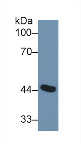 ADA / Adenosine Deaminase Antibody - Western Blot; Sample: Mouse Placenta lysate; Primary Ab: 1µg/ml Rabbit Anti-Human ADA Antibody Second Ab: 0.2µg/mL HRP-Linked Caprine Anti-Rabbit IgG Polyclonal Antibody