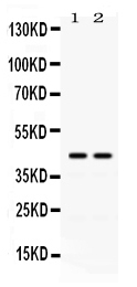 ADA / Adenosine Deaminase Antibody - Western blot - Anti-ADA/Adenosine Deaminase Picoband Antibody