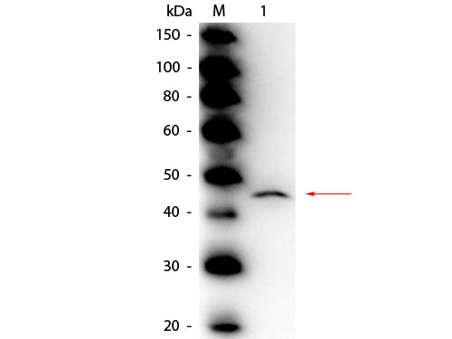 ADA / Adenosine Deaminase Antibody - Western Blot of rabbit anti-Adenosine Deaminase Antibody Peroxidase Conjugated. Lane 1: Adenosine Deaminase (Calf Spleen). Load: 50 ng per lane. Primary antibody: Rabbit anti-Adenosine Deaminase Antibody Peroxidase Conjugated at 1:1,000 overnight at 4°C. Secondary antibody: n/a. Block: MB-070 for 30 min at RT. Predicted/Observed size: 41 kDa, 45 kDa for Adenosine Deaminase (Calf Spleen).