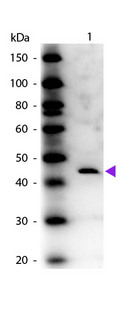 ADA / Adenosine Deaminase Antibody - Western blot of rabbit Anti-Adenosine Deaminase (Calf Spleen) antibody. Lane 1: Adenosine Deaminase. Lane 2: None. Load: 50 ng per lane. Primary antibody: Adenosine Deaminase antibody at 1:1,000 for overnight at 4°C. Secondary antibody: Peroxidase rabbit secondary antibody at 1:40,000 for 30 min at RT. Blocking: MB-070 for 30 min at RT. Predicted/Observed size: 44 kDa, 44 kDa for Adenosine Deaminase. Other band(s): None.