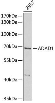 ADAD1 Antibody - Western blot analysis of extracts of 293T cells using ADAD1 Polyclonal Antibody at dilution of 1:1000.