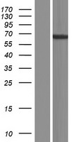 ADAD1 Protein - Western validation with an anti-DDK antibody * L: Control HEK293 lysate R: Over-expression lysate