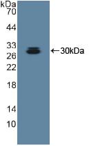 ADAM10 Antibody - Western Blot; Sample: Recombinant ADAM10, Human.
