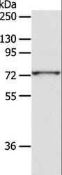ADAM10 Antibody - Western blot analysis of PC3 cell, using ADAM10 Polyclonal Antibody at dilution of 1:300.