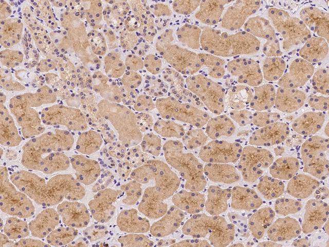 ADAM10 Antibody - Immunochemical staining of human ADAM10 in human kidney with rabbit polyclonal antibody at 1:100 dilution, formalin-fixed paraffin embedded sections.