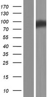 ADAM11 Protein - Western validation with an anti-DDK antibody * L: Control HEK293 lysate R: Over-expression lysate