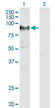 ADAM12 Antibody - Western Blot analysis of ADAM12 expression in transfected 293T cell line by ADAM12 monoclonal antibody (M01), clone 1G3.Lane 1: ADAM12 transfected lysate (Predicted MW: 80.4 KDa).Lane 2: Non-transfected lysate.