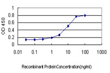 ADAM12 Antibody - Detection limit for recombinant GST tagged ADAM12 is approximately 0.3 ng/ml as a capture antibody.