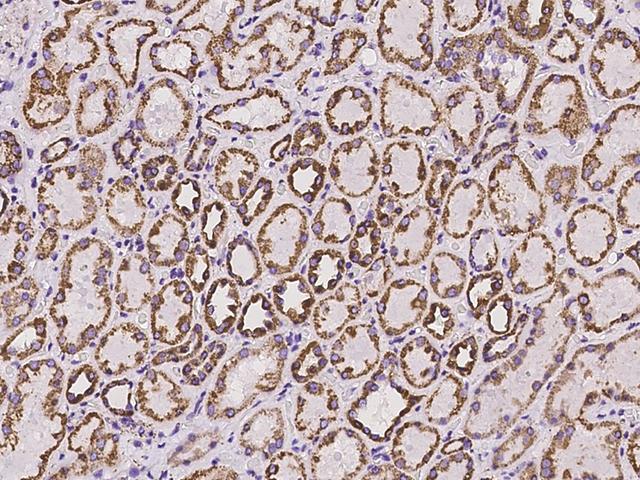 ADAM15 Antibody - Immunochemical staining of human ADAM15 in human kidney with rabbit polyclonal antibody at 1:100 dilution, formalin-fixed paraffin embedded sections.