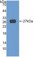 ADAM17 / TACE Antibody - Western Blot; Sample: Recombinant ADAM17, Human.
