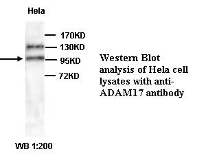 ADAM17 / TACE Antibody