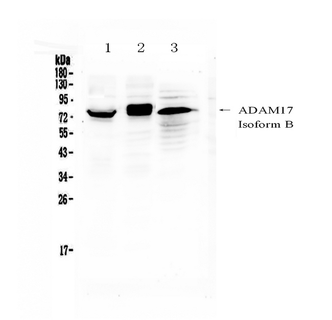 ADAM17 / TACE Antibody - Western blot - Anti-ADAM17/Tace Picoband Antibody