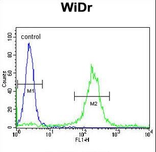 ADAM19 Antibody - ADAM19 Antibody flow cytometry of WiDr cells (right histogram) compared to a negative control cell (left histogram). FITC-conjugated goat-anti-rabbit secondary antibodies were used for the analysis.