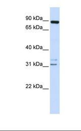 ADAM19 Antibody - 721_B cell lysate. Antibody concentration: 1.0 ug/ml. Gel concentration: 12%.  This image was taken for the unconjugated form of this product. Other forms have not been tested.