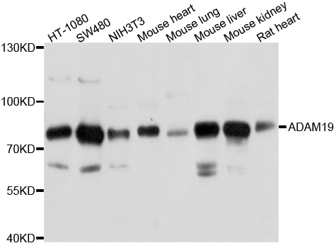ADAM19 Antibody - Western blot analysis of extract of various cells.