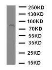 ADAM2 / Fertilin Beta Antibody - WB of ADAM2 / Fertilin Beta antibody. WB: SMMC Cell Lysate.