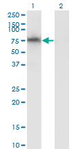 ADAM2 / Fertilin Beta Antibody - Western blot of ADAM2 expression in transfected 293T cell line by ADAM2 monoclonal antibody (M02), clone 1B8.