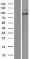 ADAM2 / Fertilin Beta Protein - Western validation with an anti-DDK antibody * L: Control HEK293 lysate R: Over-expression lysate
