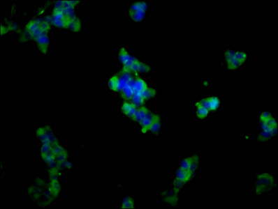 ADAM23 Antibody - Immunofluorescence staining of 293 cells diluted at 1:133, counter-stained with DAPI. The cells were fixed in 4% formaldehyde, permeabilized using 0.2% Triton X-100 and blocked in 10% normal Goat Serum. The cells were then incubated with the antibody overnight at 4°C.The Secondary antibody was Alexa Fluor 488-congugated AffiniPure Goat Anti-Rabbit IgG (H+L).