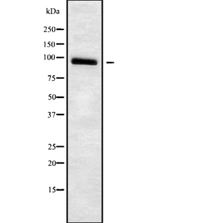 ADAM23 Antibody - Western blot analysis of ADAM23 using Jurkat whole cells lysates