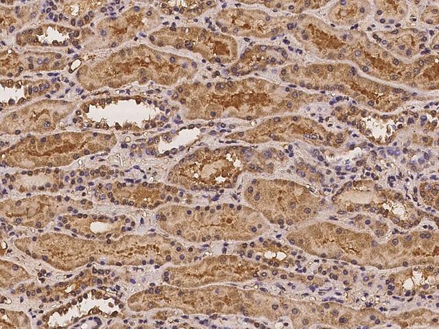 ADAM23 Antibody - Immunochemical staining of human ADAM23 in human kidney with rabbit polyclonal antibody at 1:100 dilution, formalin-fixed paraffin embedded sections.