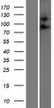 ADAM23 Protein - Western validation with an anti-DDK antibody * L: Control HEK293 lysate R: Over-expression lysate