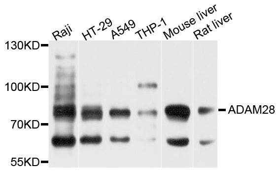 ADAM28 Antibody - Western blot analysis of extract of various cells.