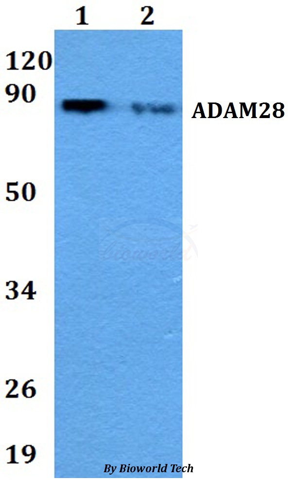 ADAM28 Antibody - Western blot of ADAM28 antibody at 1:500 dilution. Lane 1: A549 whole cell lysate. Lane 2: Raw264.7 whole cell lysate.