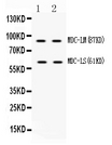 ADAM28 Antibody - Western blot - Anti-ADAM28 Picoband Antibody