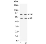 ADAM28 Antibody - Western blot testing of human 1) HeLa and 2) K562 cell lysate with ADAM28 antibody at 0.5ug/ml. Predicted molecular weight: ~87 kDa (form LM) and ~61 kDa (form LS).