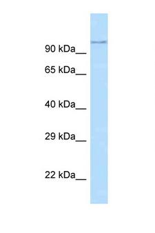 ADAM29 Antibody - ADAM29 antibody Western blot of Mouse Thymus lysate. Antibody concentration 1 ug/ml.  This image was taken for the unconjugated form of this product. Other forms have not been tested.