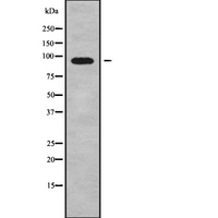 ADAM29 Antibody - Western blot analysis of ADAM29 using COLO205 whole cells lysates