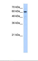 ADAM30 Antibody - HepG2 cell lysate. Antibody concentration: 5.0 ug/ml. Gel concentration: 12%.  This image was taken for the unconjugated form of this product. Other forms have not been tested.