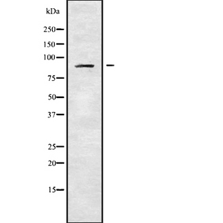 ADAM30 Antibody - Western blot analysis of ADAM30 using Jurkat whole cells lysates