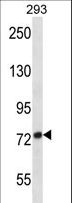 ADAM32 Antibody - ADAM32 Antibody western blot of 293 cell line lysates (35 ug/lane). The ADAM32 antibody detected the ADAM32 protein (arrow).