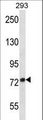 ADAM32 Antibody - ADAM32 Antibody western blot of 293 cell line lysates (35 ug/lane). The ADAM32 antibody detected the ADAM32 protein (arrow).