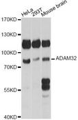 ADAM32 Antibody - Western blot analysis of extracts of various cell lines, using ADAM32 antibody at 1:1000 dilution. The secondary antibody used was an HRP Goat Anti-Rabbit IgG (H+L) at 1:10000 dilution. Lysates were loaded 25ug per lane and 3% nonfat dry milk in TBST was used for blocking. An ECL Kit was used for detection and the exposure time was 30s.