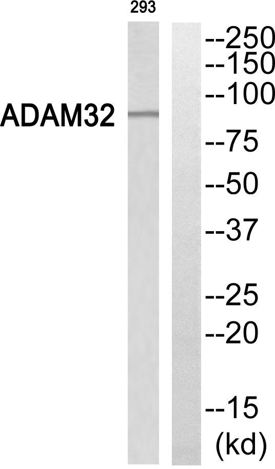 ADAM32 Antibody - Western blot analysis of extracts from 293 cells, using ADAM32 antibody.