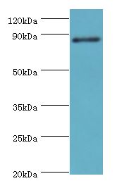 ADAM33 Antibody - Western blot. All lanes: ADAM33 antibody at 4 ug/ml+NIH3T3 whole cell lysate. Secondary antibody: Goat polyclonal to rabbit at 1:10000 dilution. Predicted band size: 88 kDa. Observed band size: 88 kDa.