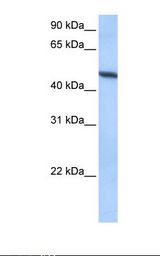 ADAM33 Antibody - Hela cell lysate. Antibody concentration: 0.5 ug/ml. Gel concentration: 12%.  This image was taken for the unconjugated form of this product. Other forms have not been tested.