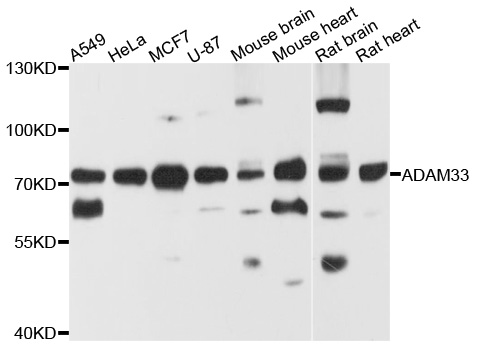 ADAM33 Antibody - Western blot analysis of extracts of various cells.