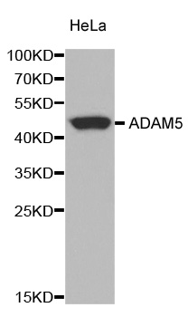 Adam5 Antibody - Western blot analysis of extracts of HeLa cells.